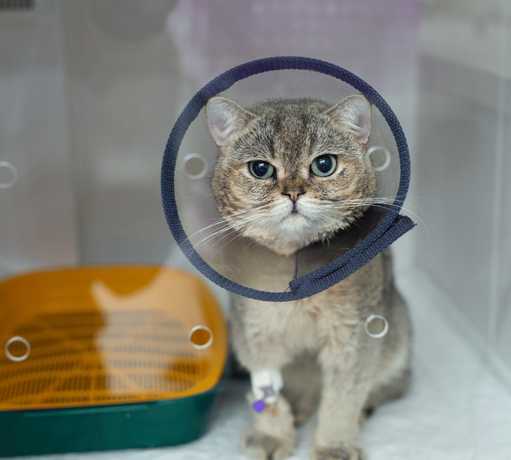 A dog carry cone