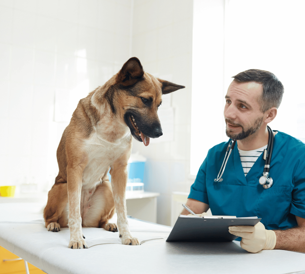 A veterinarian documents information on a clipboard