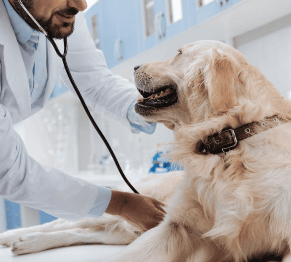 A man wearing a lab coat is attentively examining a dog