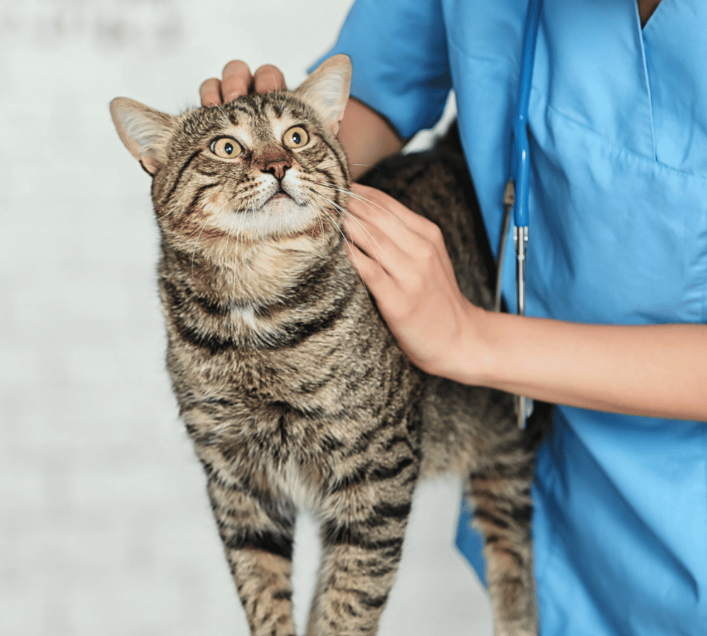 A woman in a blue shirt gently pets a cat